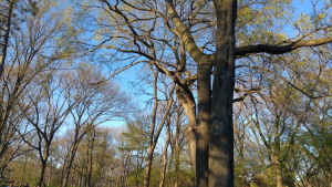 עץ ביער
