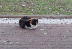חתול יושב על מדרכה ברחוב