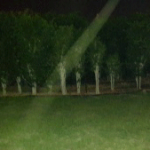 תמונה של שדרת עצים בפארק בלילה