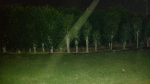 תמונה של שדרת עצים בפארק בלילה