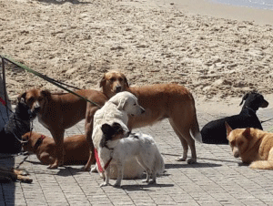 כלבים בחוף