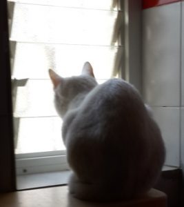 חתול מול חלון
