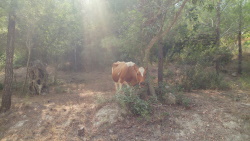 פרה ביער
