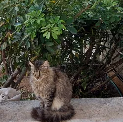 חתולה ממתינה