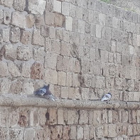 חומה וציפורים