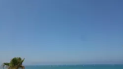 ים ודקל