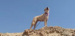 כלבה על צוק