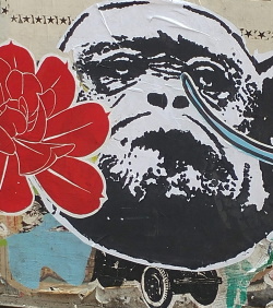 קוף ופרח