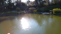 אגם בפארק