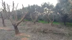 עצים עירומים