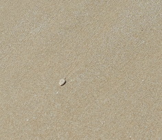 אבן בחוף